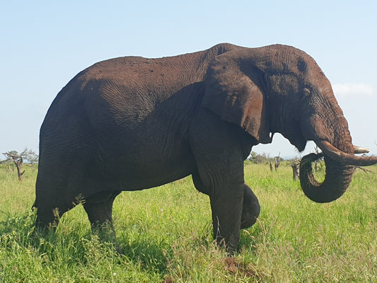 Big Elephant Bull strolled up to our vehicles