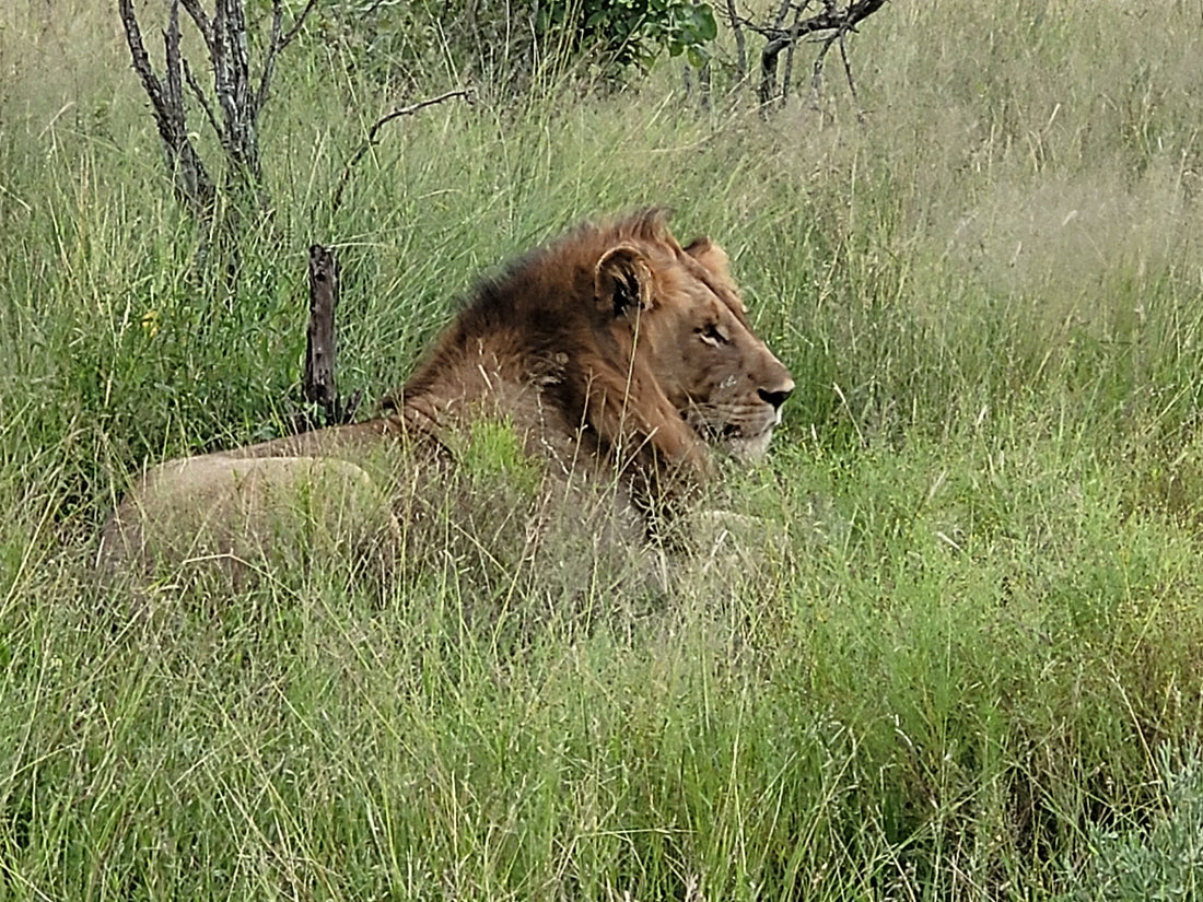 Visiting the Kruger Park 29 and 30 January, 2022