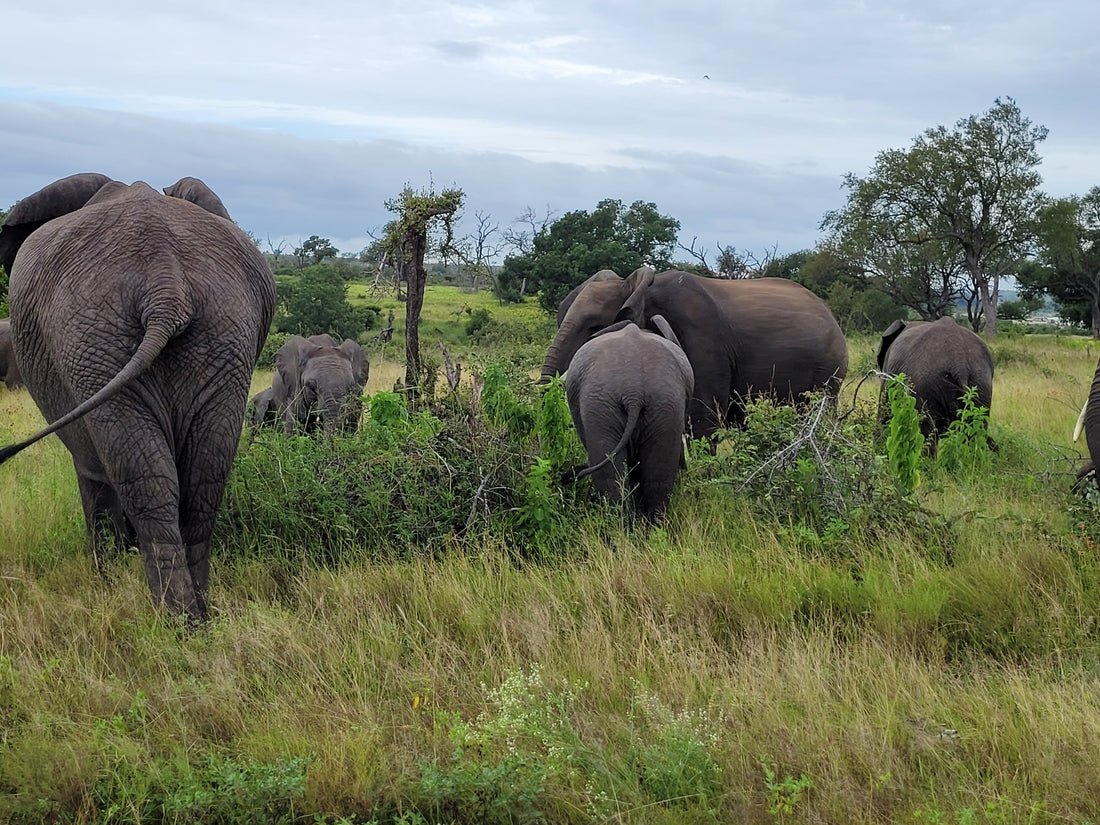 Visiting the Kruger park, 29 and 30th January, 2022