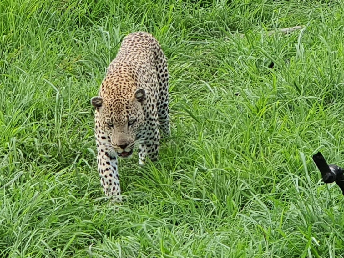 Leopard in the Kruger Park