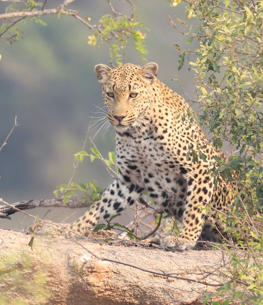 Leopard on the Rock