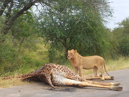 Huge Giraffe Bull taken down by Lions!