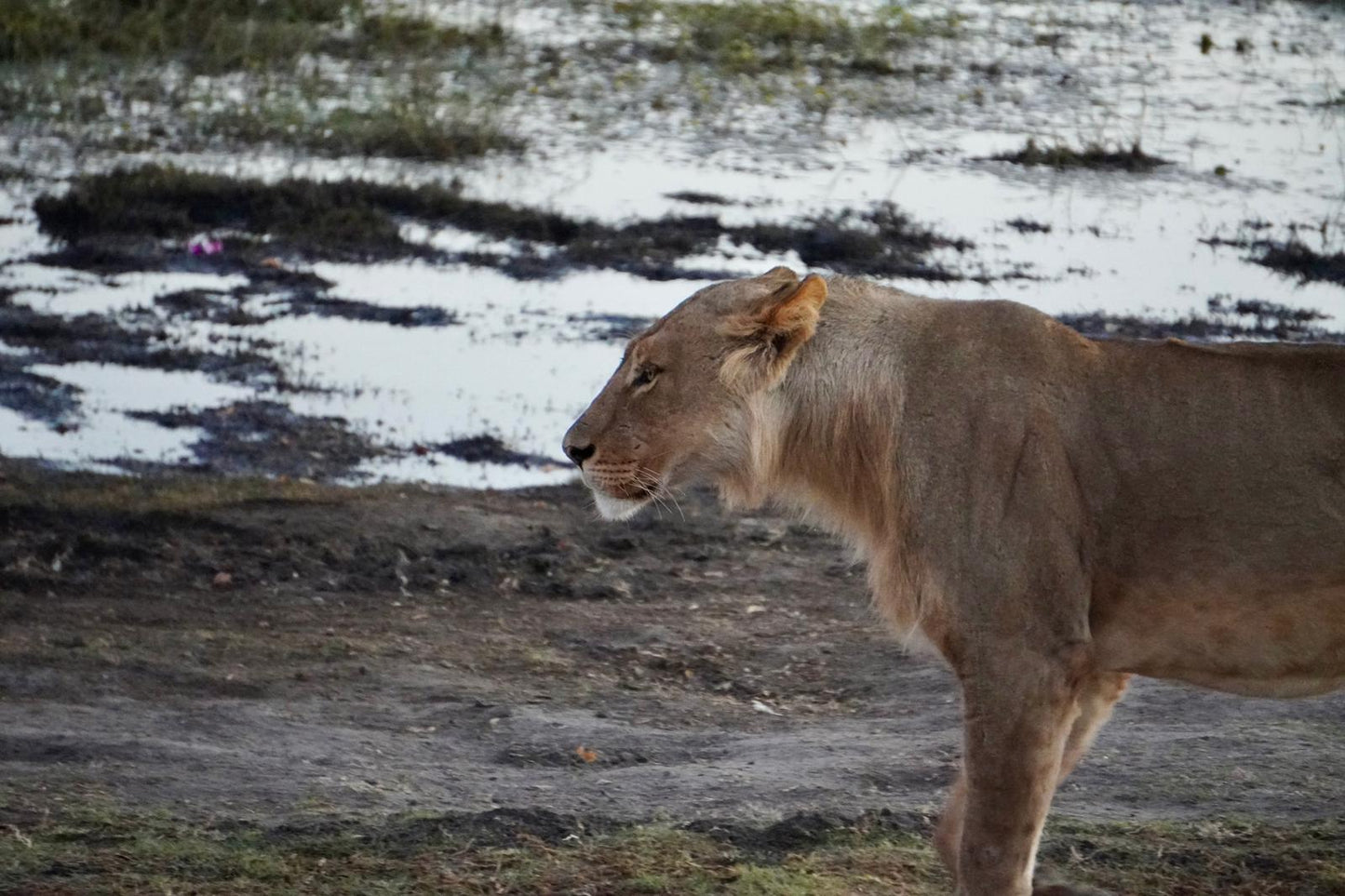 Botswana or South Africa Safari - 8 day, 4WD overland wildlife tour.