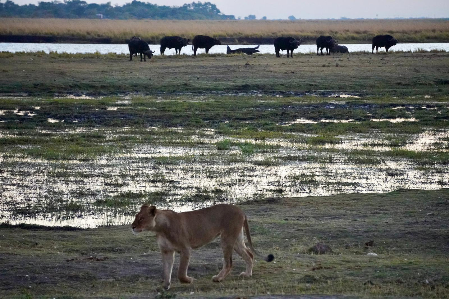 Botswana or South Africa Safari - 8 day, 4WD overland wildlife tour.