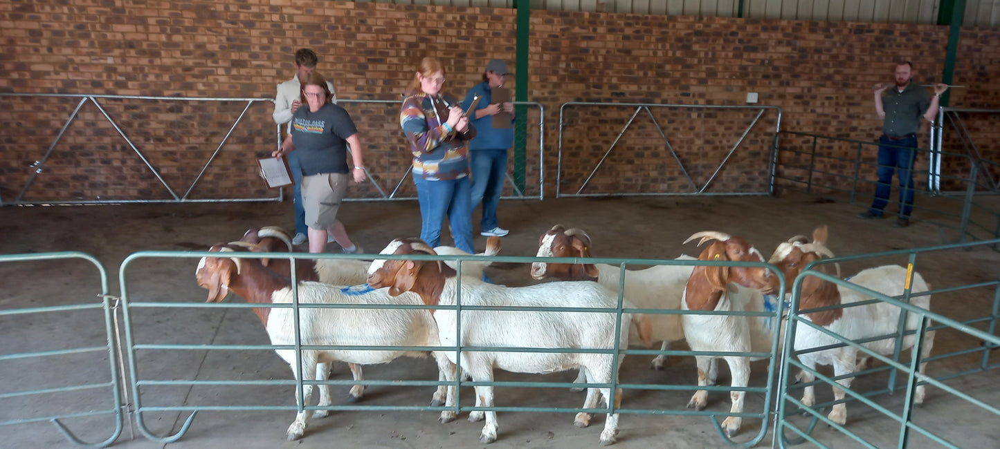 South African Boer Goat Farms and Kruger Park Tour.