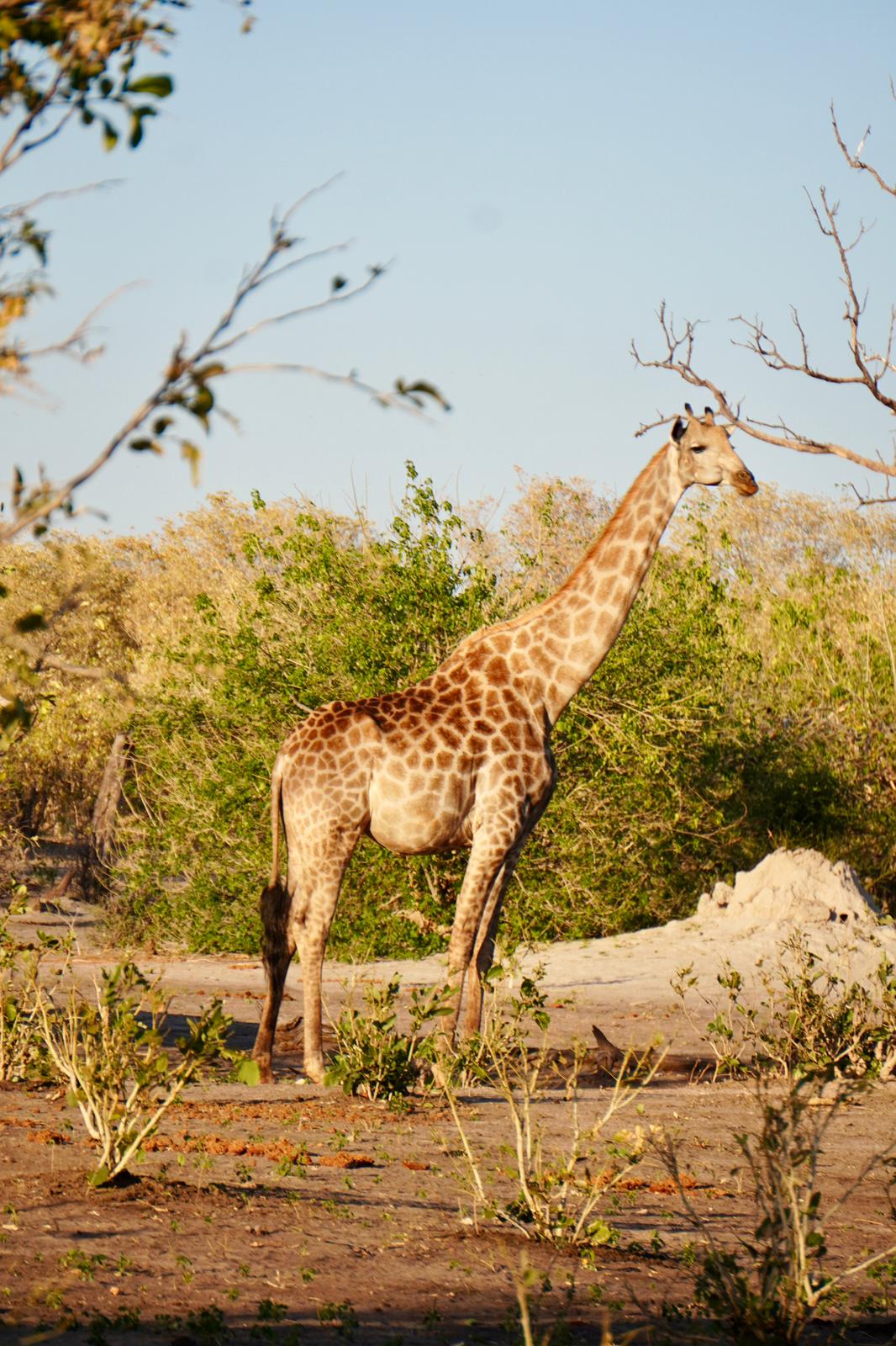 Botswana or South Africa Safari - 8 day, 4WD overland wildlife tour.