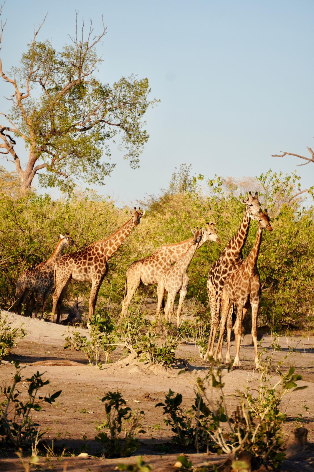 Botswana or South Africa Safari - 8 day, 4WD overland wildlife tour.