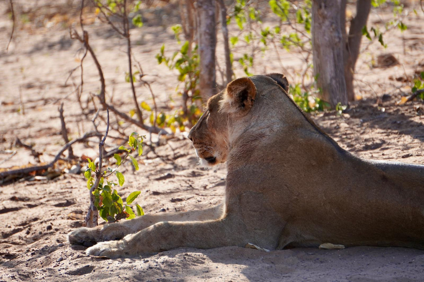 Botswana or South Africa Safari - 8 day, 4WD overland wildlife tour.