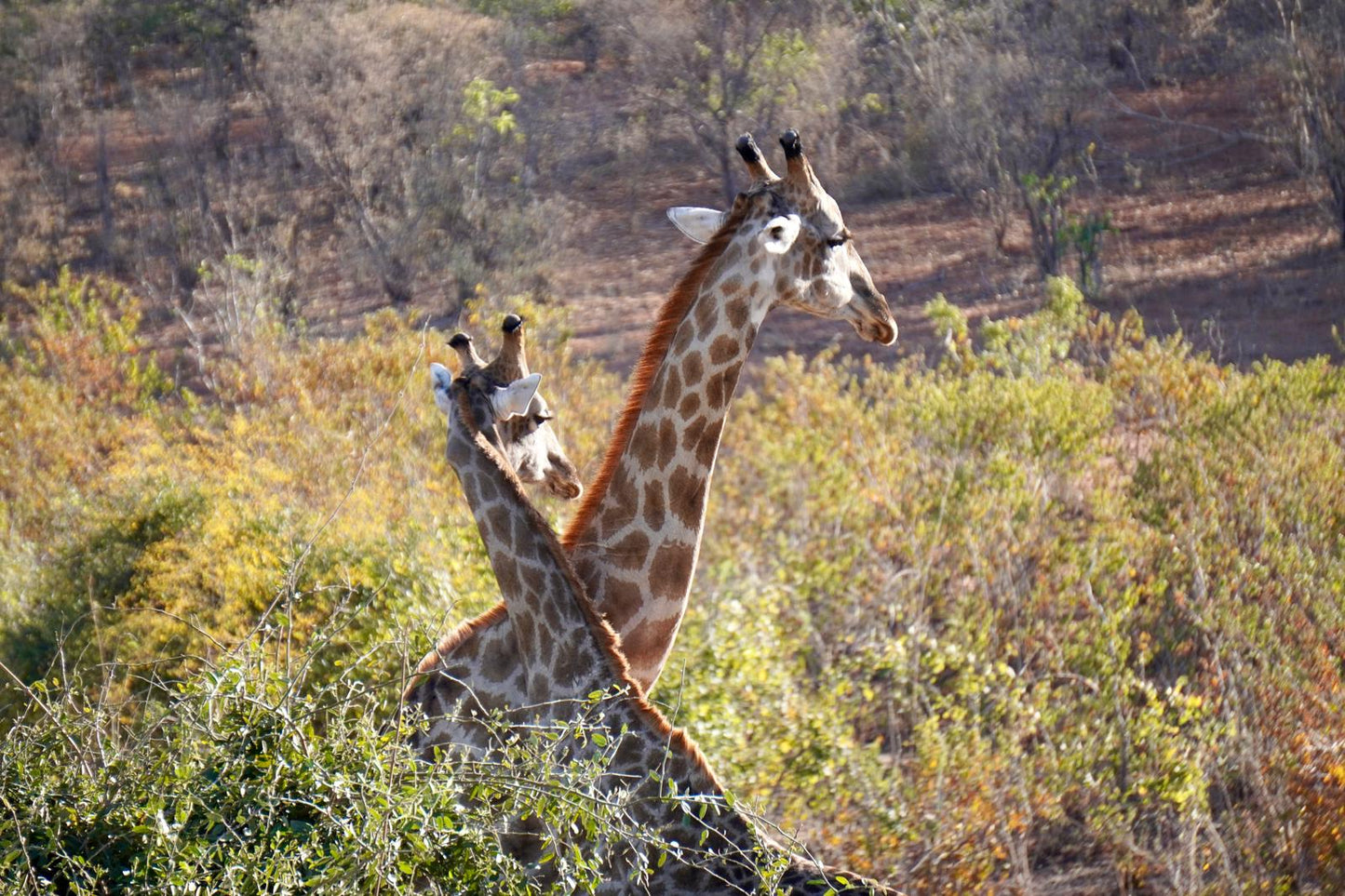 Botswana or South Africa Safari - 8 day, 4WD overland wildlife tour.