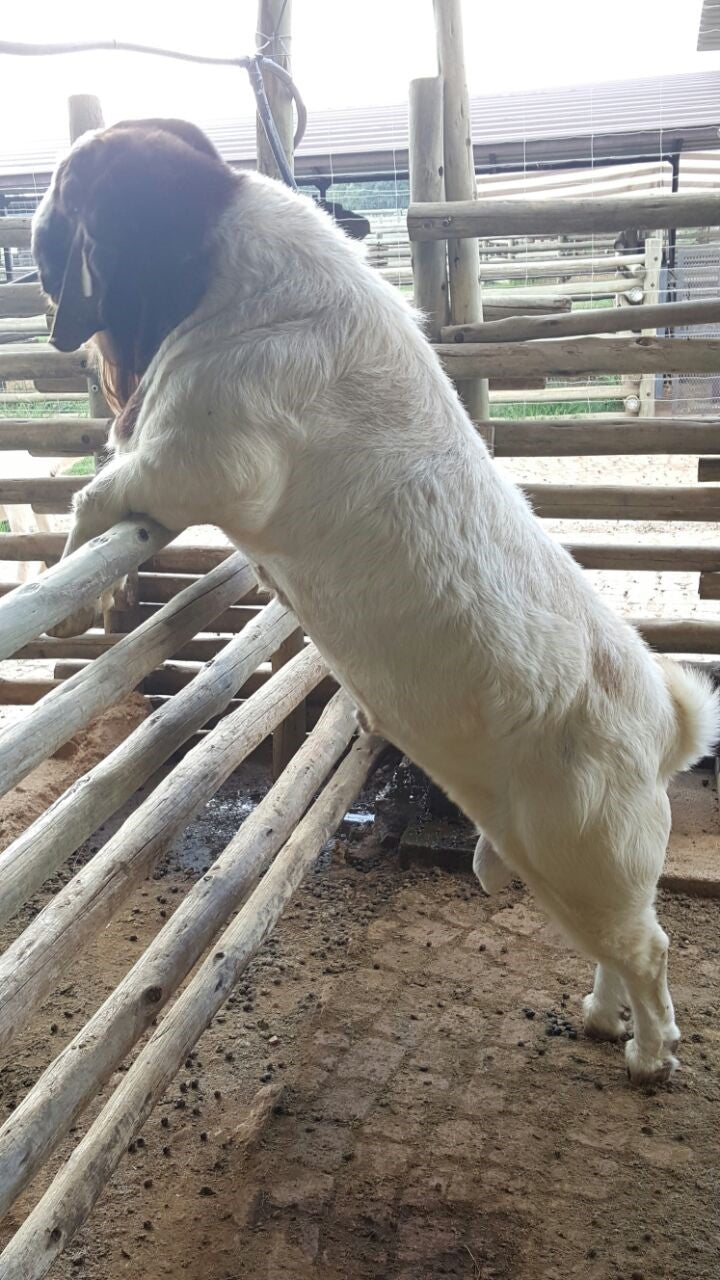 South African Boer Goat Farms and Kruger Park Tour.