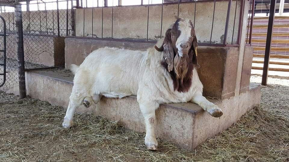 South African Boer Goat Farms and Kruger Park Tour.