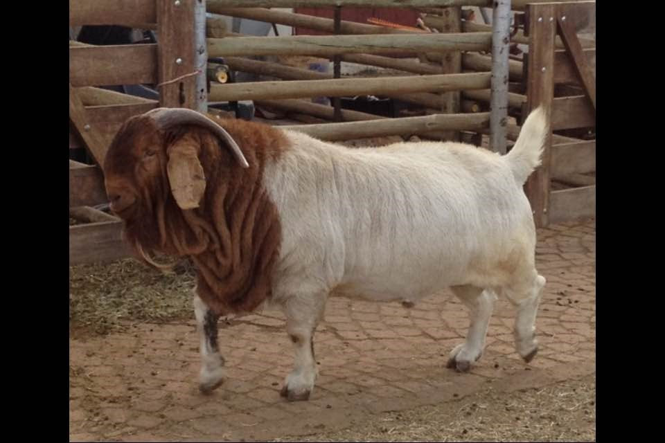 South African Boer Goat Farms and Kruger Park Tour.