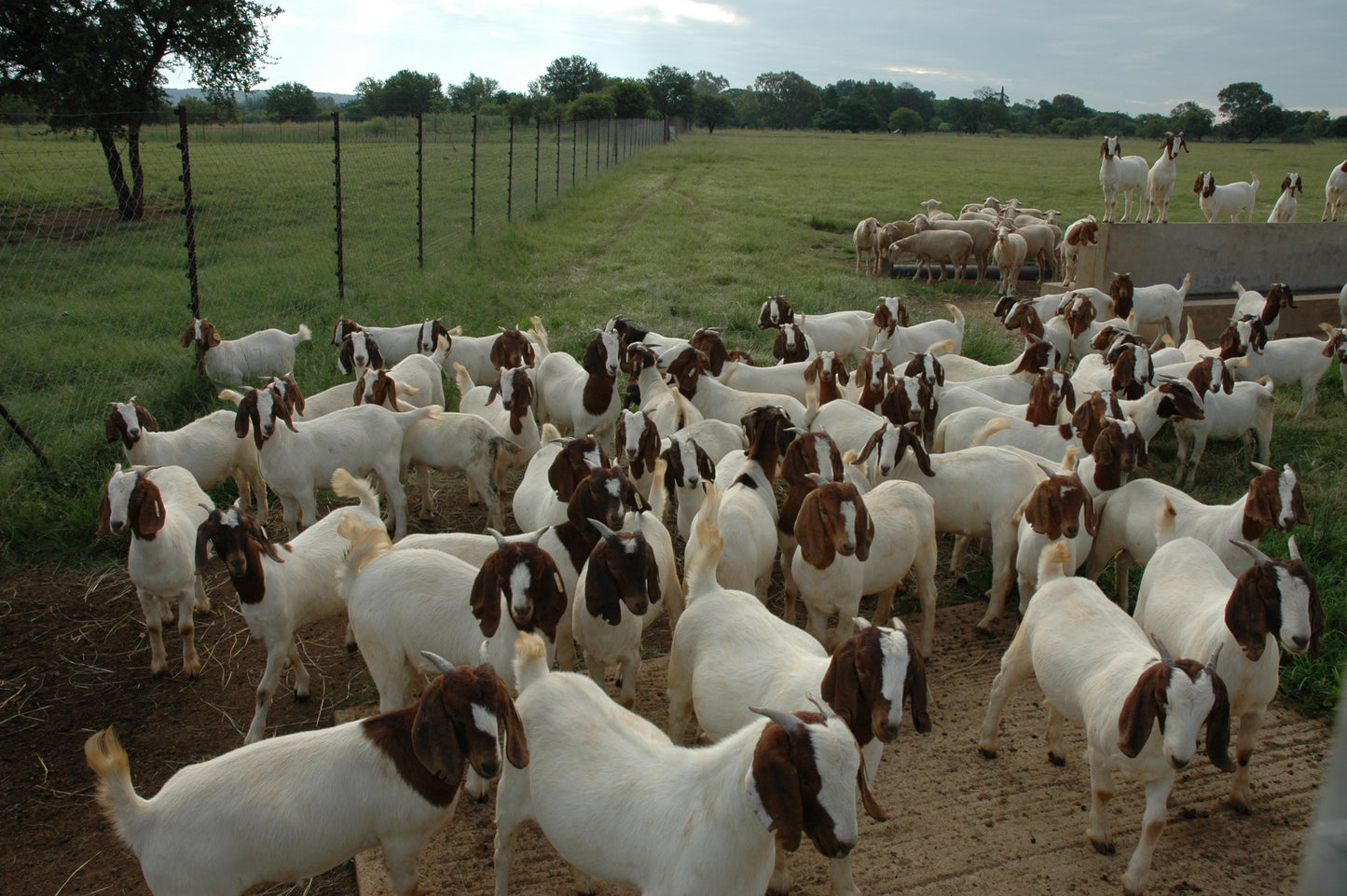 South African Boer Goat Farms and Kruger Park Tour.