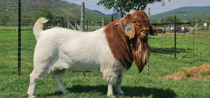 South African Boer Goat Farms and Kruger Park Tour.