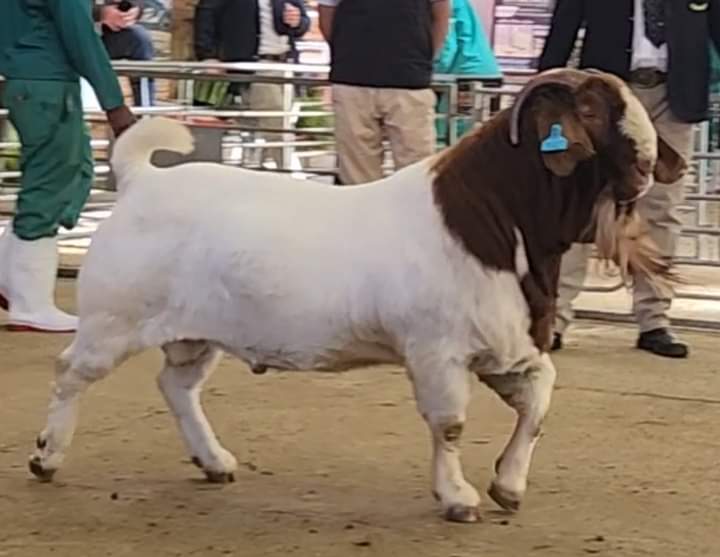 South African Boer Goat Farms and Kruger Park Tour.