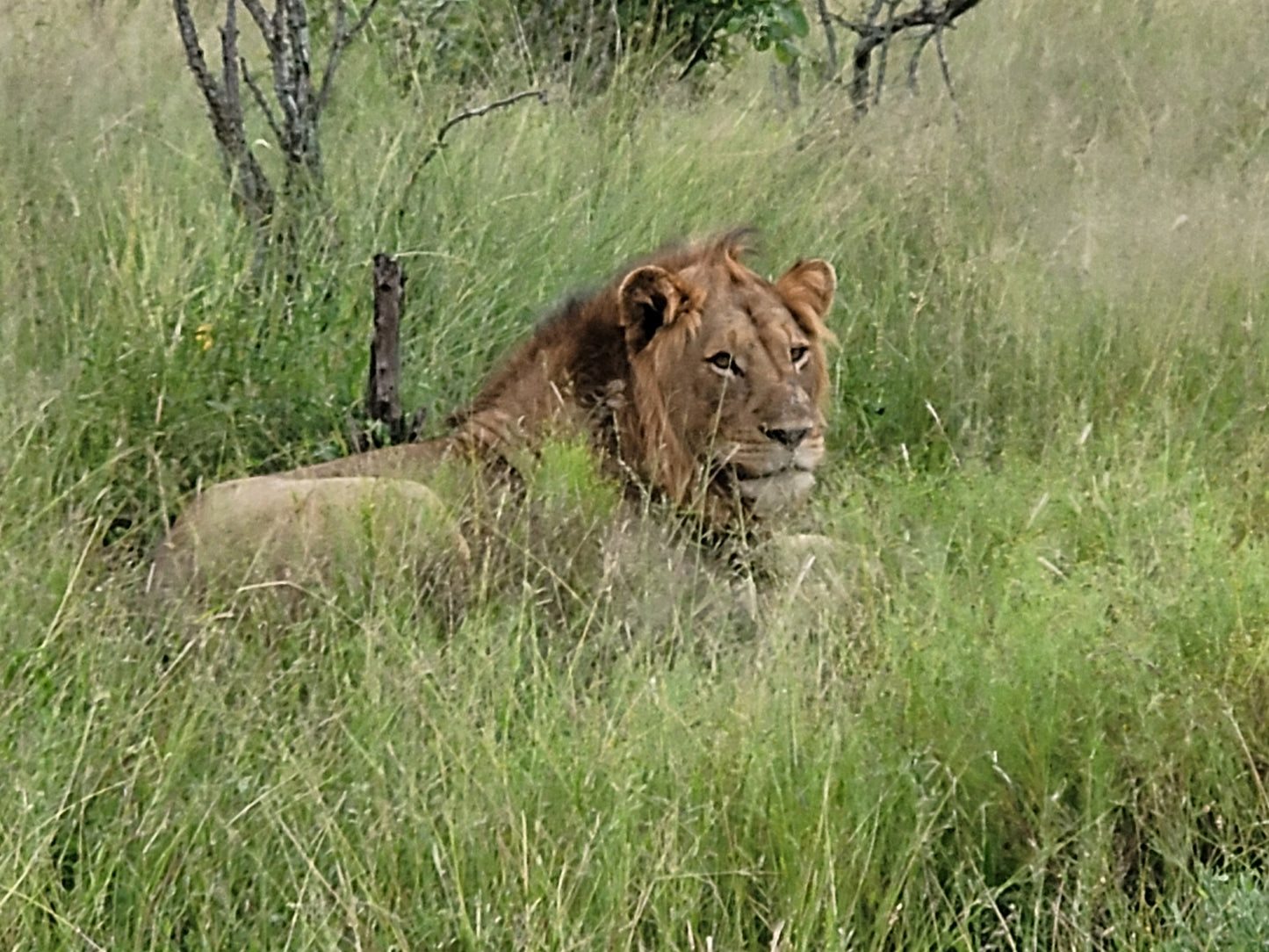 South African Boer Goat Farms and Kruger Park Tour.