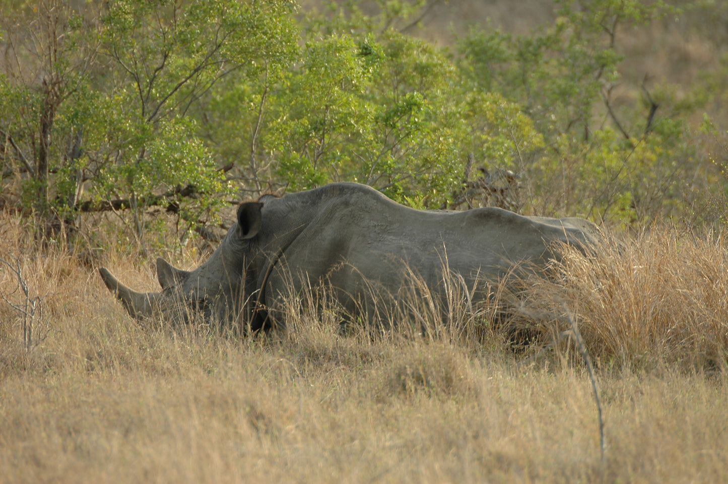 Botswana or South Africa Safari - 8 day, 4WD overland wildlife tour.