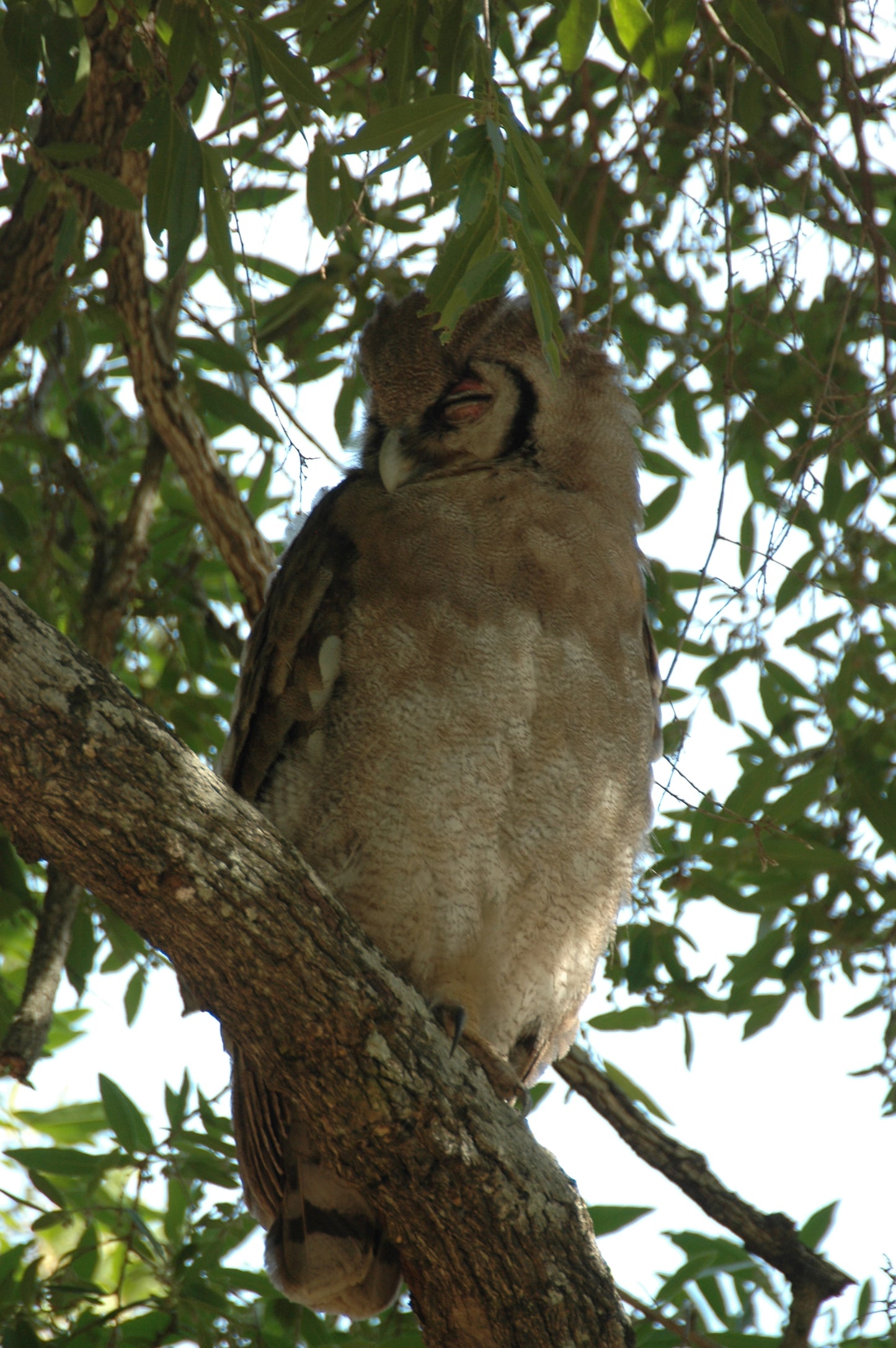 Botswana or South Africa Safari - 8 day, 4WD overland wildlife tour.