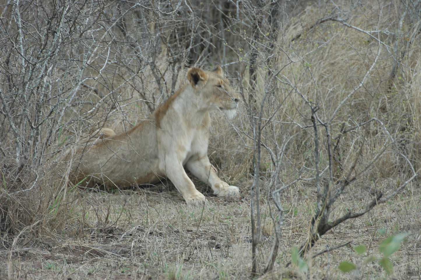 1 Day - Elephant and Lion Reserve/Bush Safari.