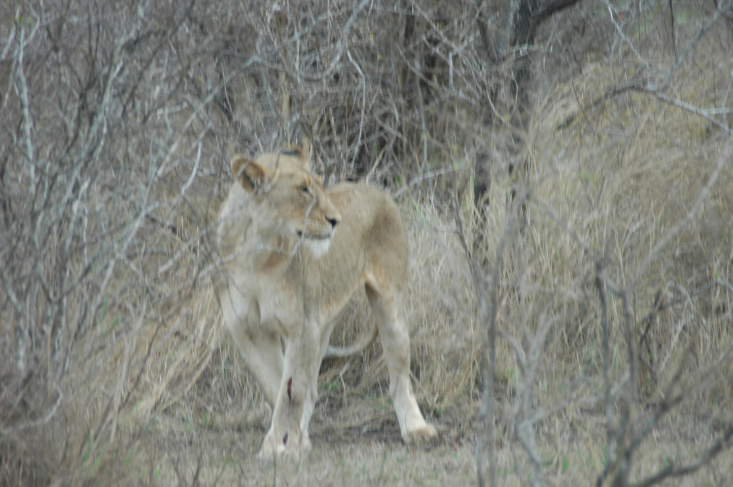 1 Day - Elephant and Lion Reserve/Bush Safari.