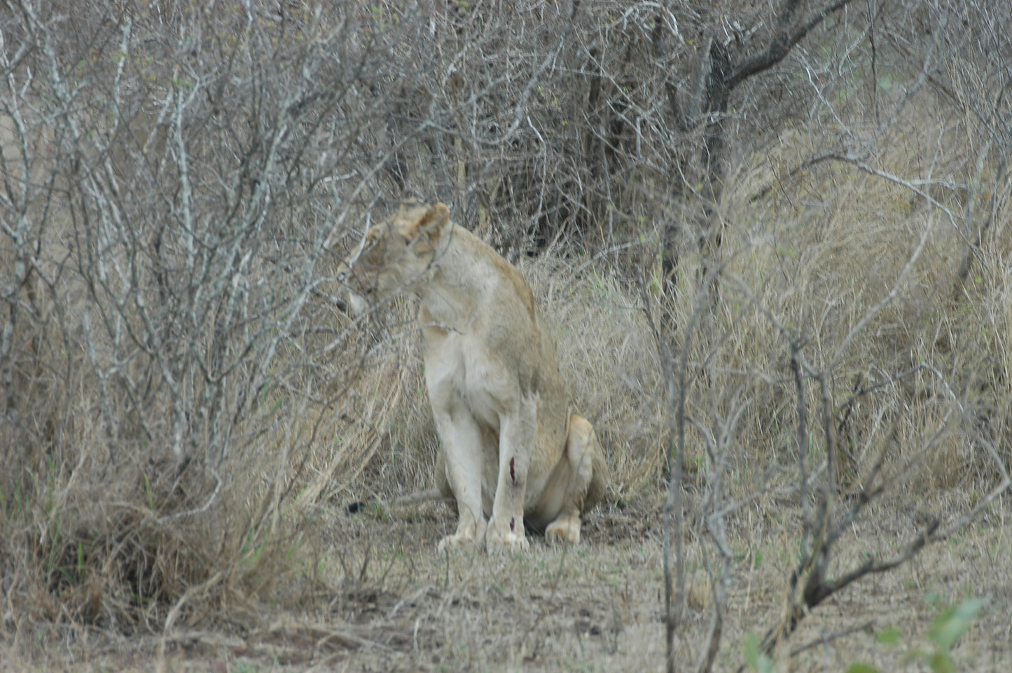 1 Day - Elephant and Lion Reserve/Bush Safari.