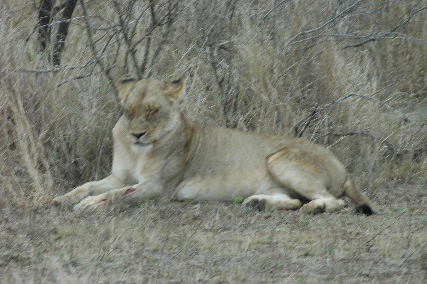 Botswana or South Africa Safari - 8 day, 4WD overland wildlife tour.