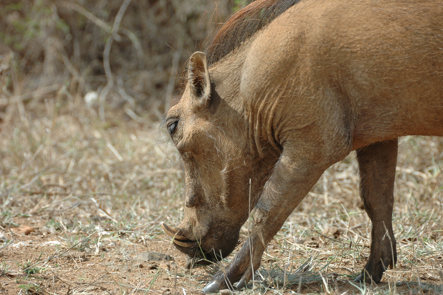 Botswana or South Africa Safari - 8 day, 4WD overland wildlife tour.