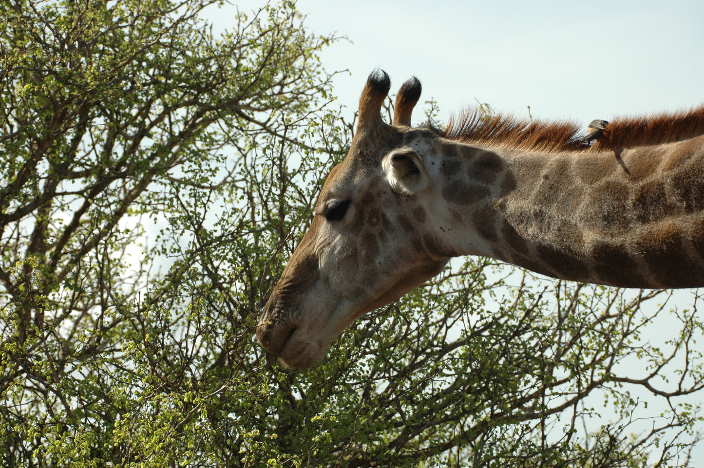 Botswana or South Africa Safari - 8 day, 4WD overland wildlife tour.