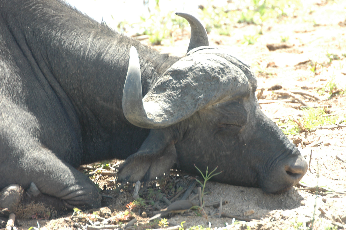 Botswana or South Africa Safari - 8 day, 4WD overland wildlife tour.