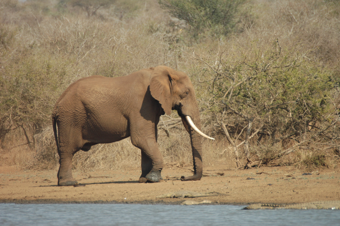 South African Boer Goat Farms and Kruger Park Tour.