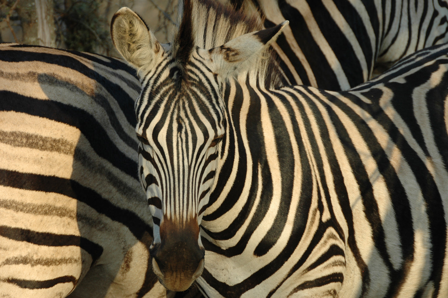 South African Boer Goat Farms and Kruger Park Tour.