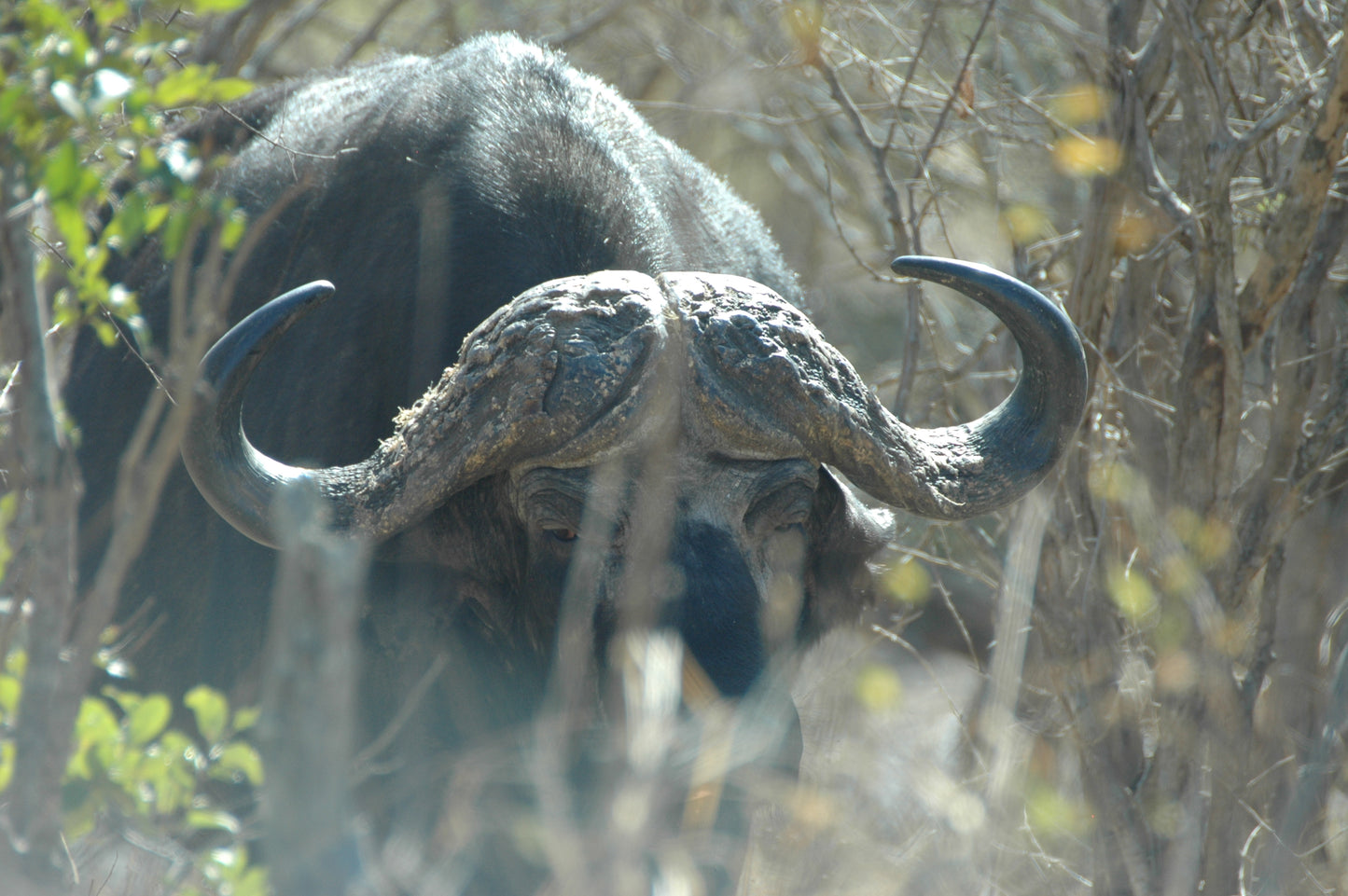 Botswana or South Africa Safari - 8 day, 4WD overland wildlife tour.