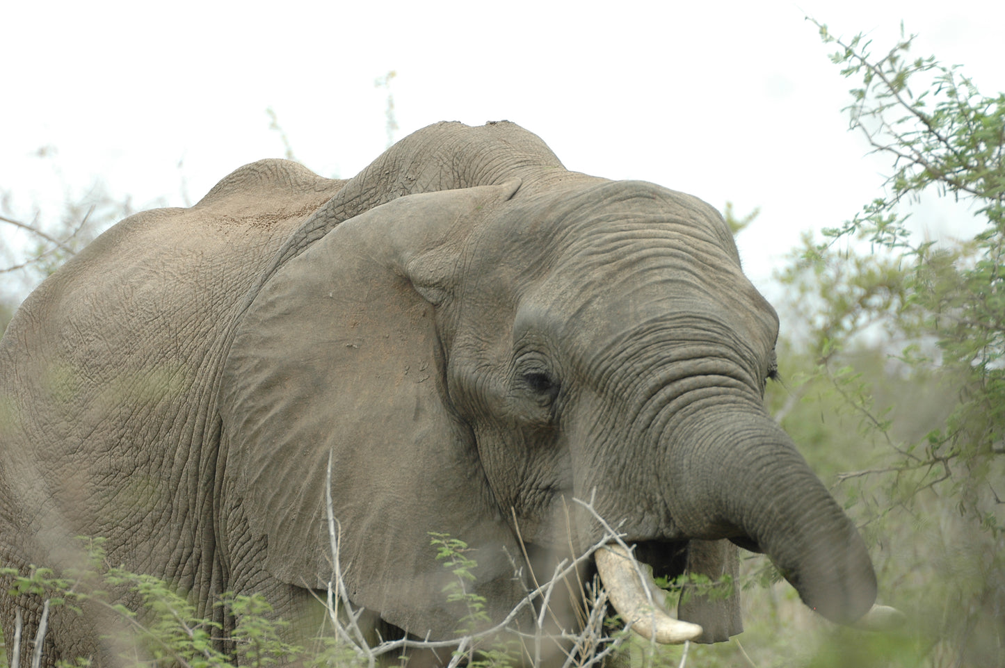 Botswana or South Africa Safari - 8 day, 4WD overland wildlife tour.