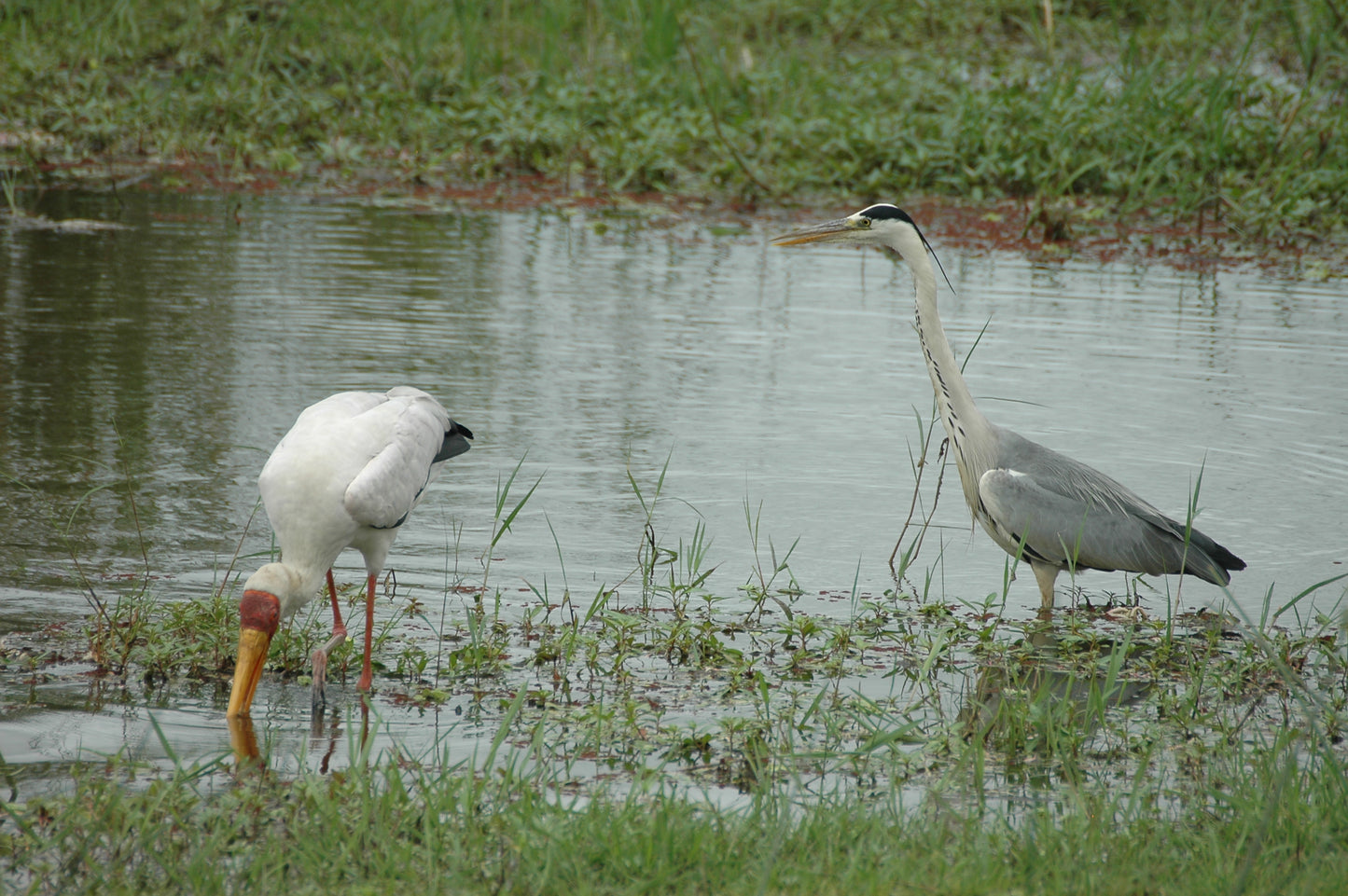 Botswana or South Africa Safari - 8 day, 4WD overland wildlife tour.