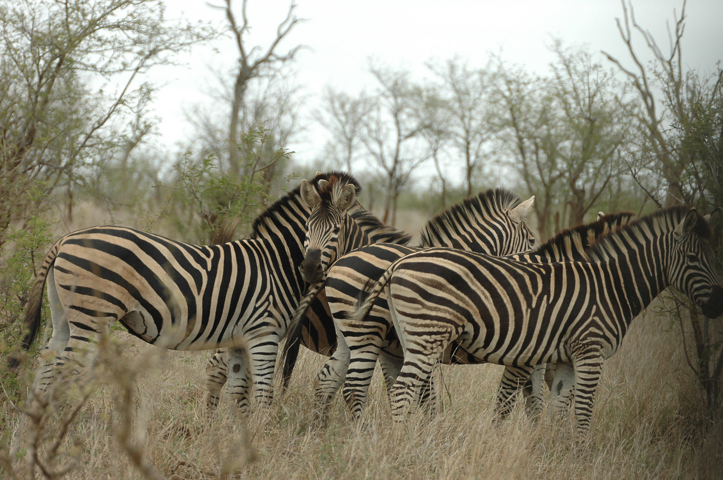 Botswana or South Africa Safari - 8 day, 4WD overland wildlife tour.