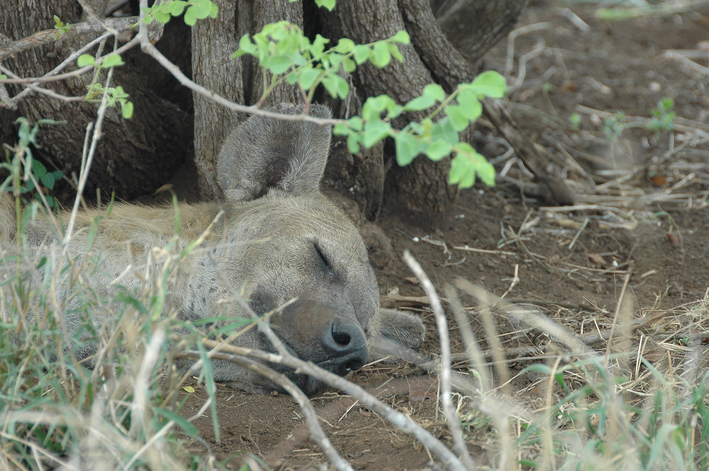 Botswana or South Africa Safari - 8 day, 4WD overland wildlife tour.