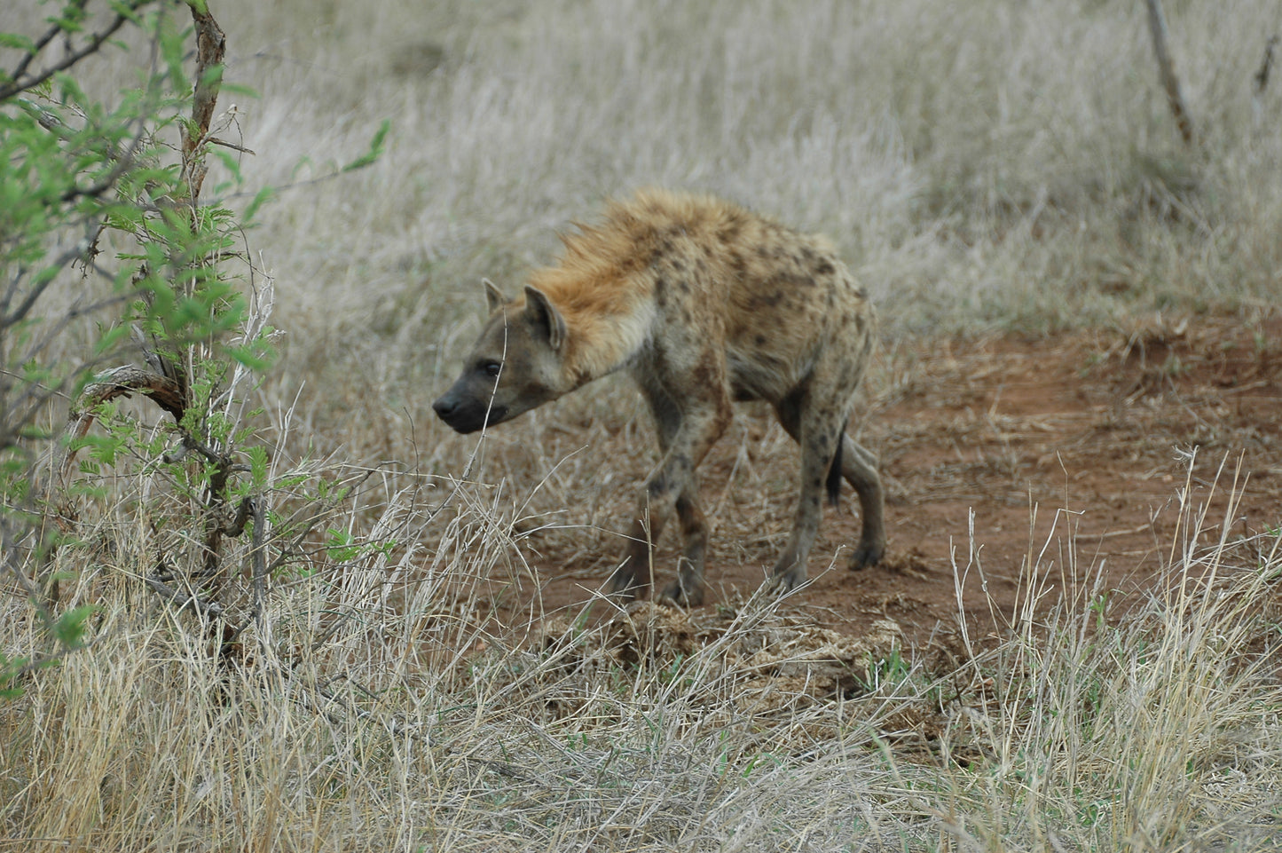 Botswana or South Africa Safari - 8 day, 4WD overland wildlife tour.