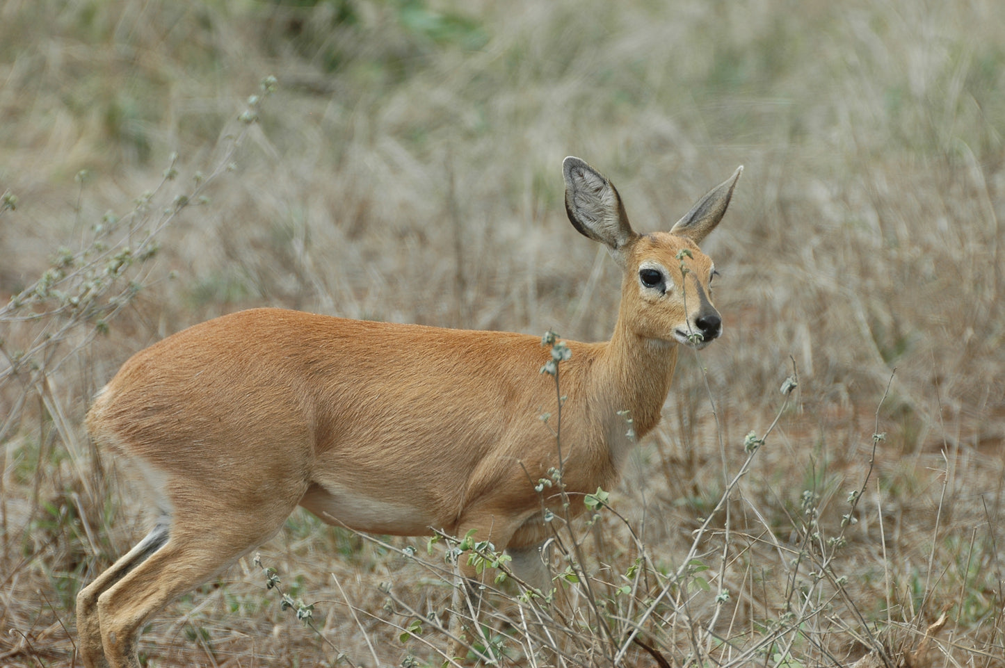 Botswana or South Africa Safari - 8 day, 4WD overland wildlife tour.