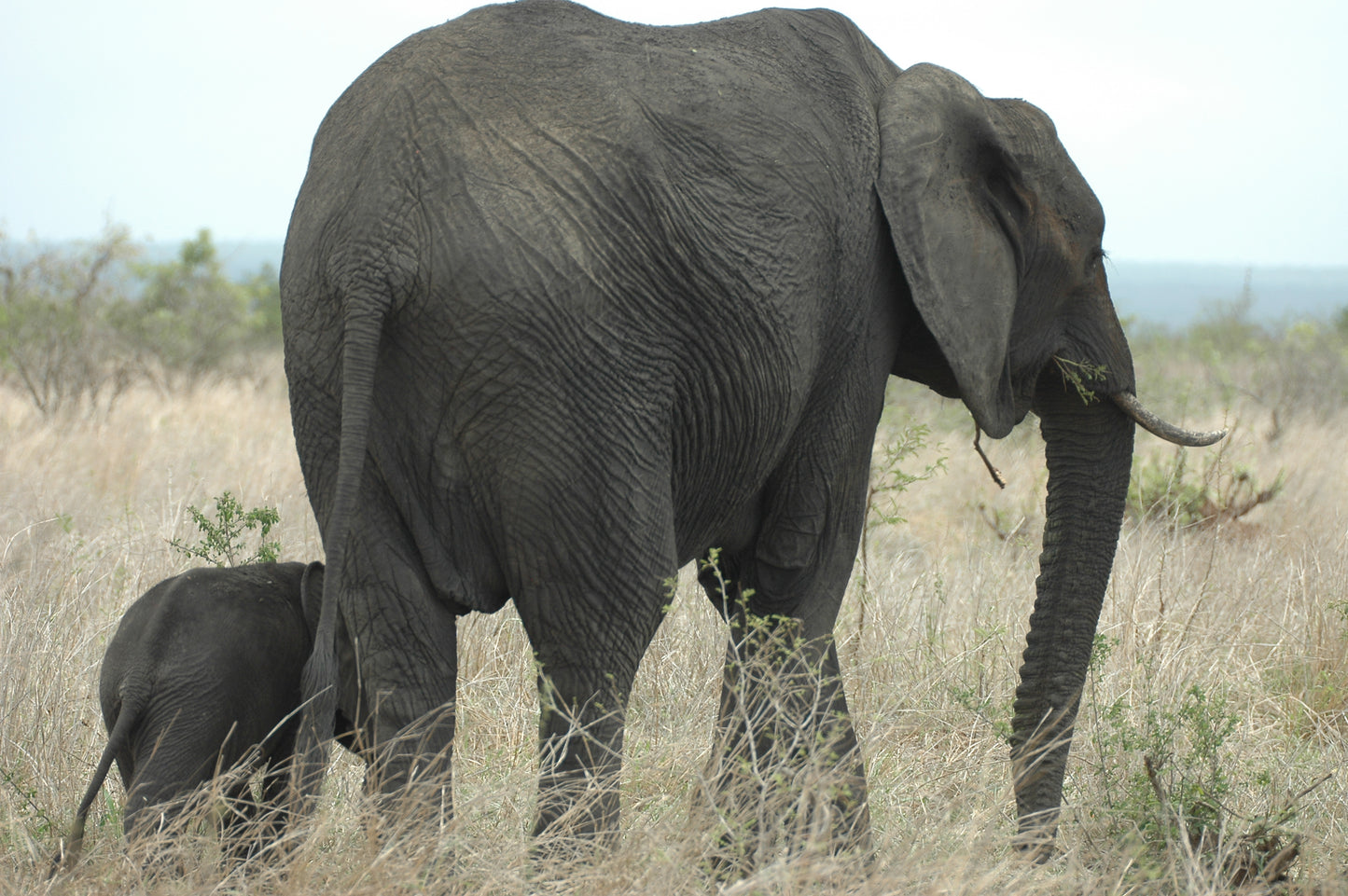 Botswana or South Africa Safari - 8 day, 4WD overland wildlife tour.