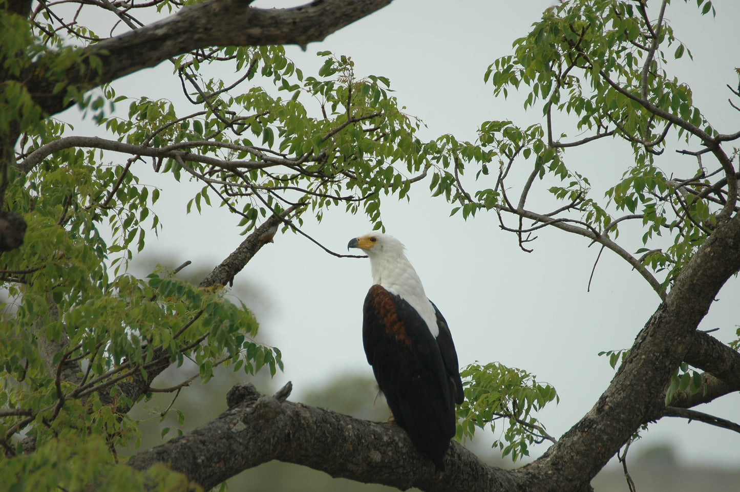 Botswana or South Africa Safari - 8 day, 4WD overland wildlife tour.