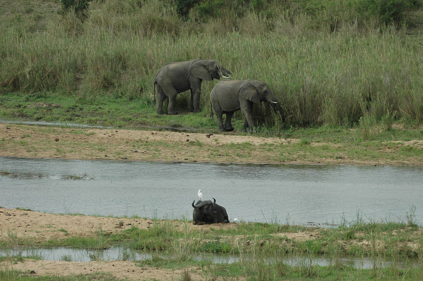 Botswana or South Africa Safari - 8 day, 4WD overland wildlife tour.