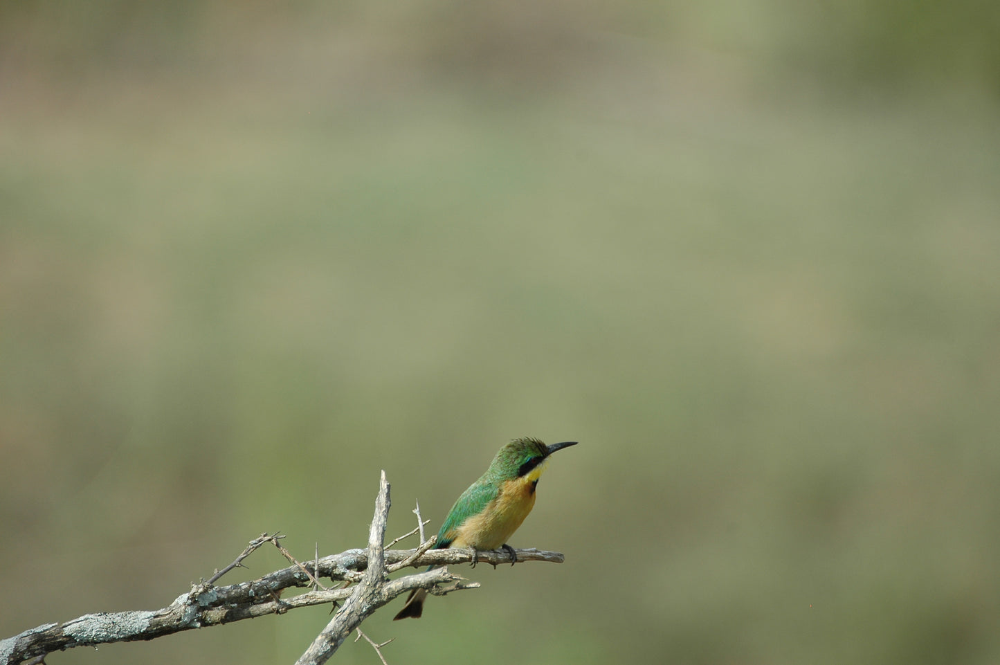 Botswana or South Africa Safari - 8 day, 4WD overland wildlife tour.