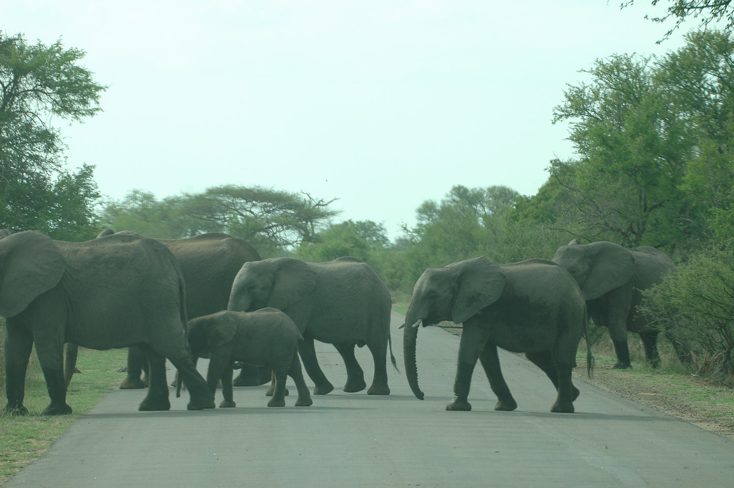 Botswana or South Africa Safari - 8 day, 4WD overland wildlife tour.