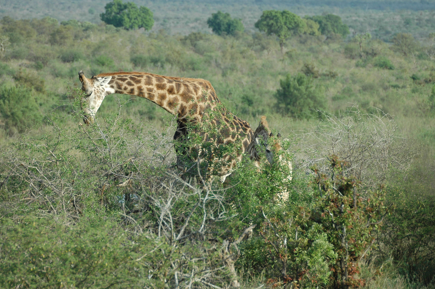 Botswana or South Africa Safari - 8 day, 4WD overland wildlife tour.