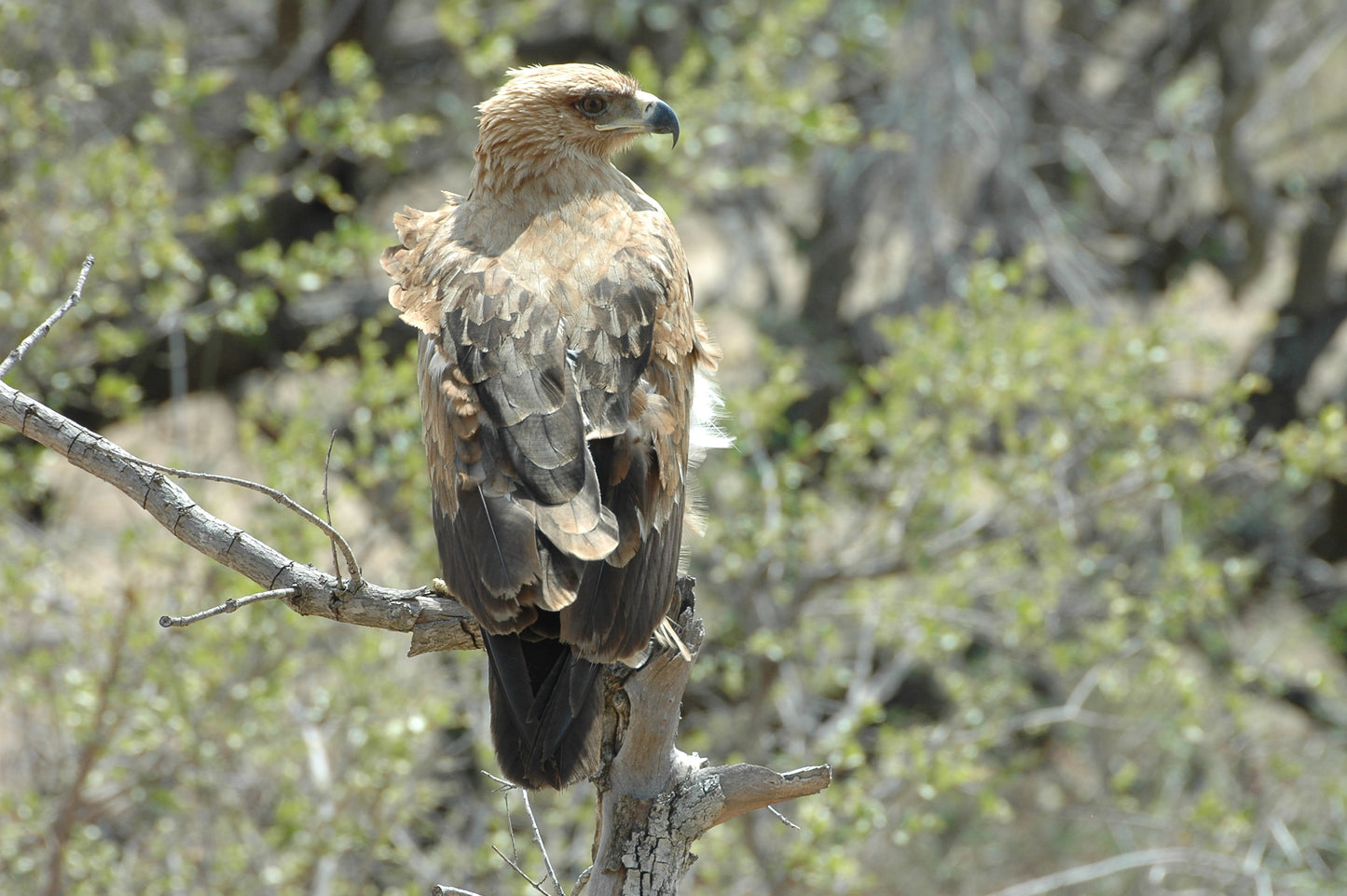 Botswana or South Africa Safari - 8 day, 4WD overland wildlife tour.