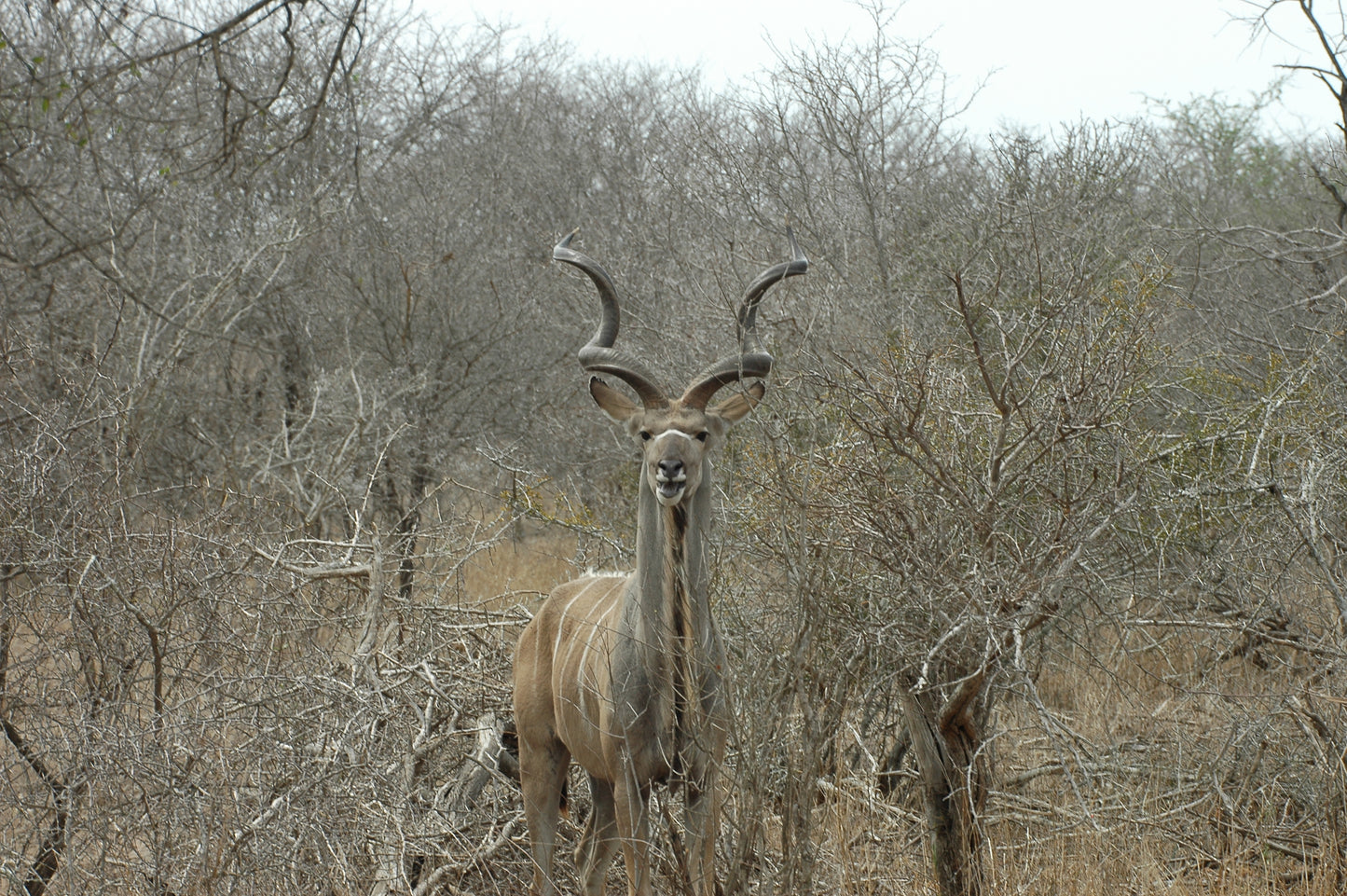 Botswana or South Africa Safari - 8 day, 4WD overland wildlife tour.