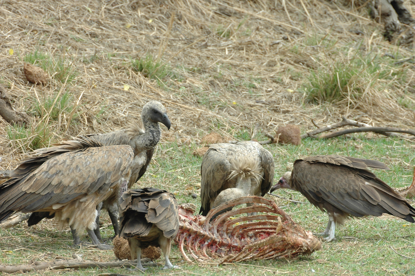 Botswana or South Africa Safari - 8 day, 4WD overland wildlife tour.