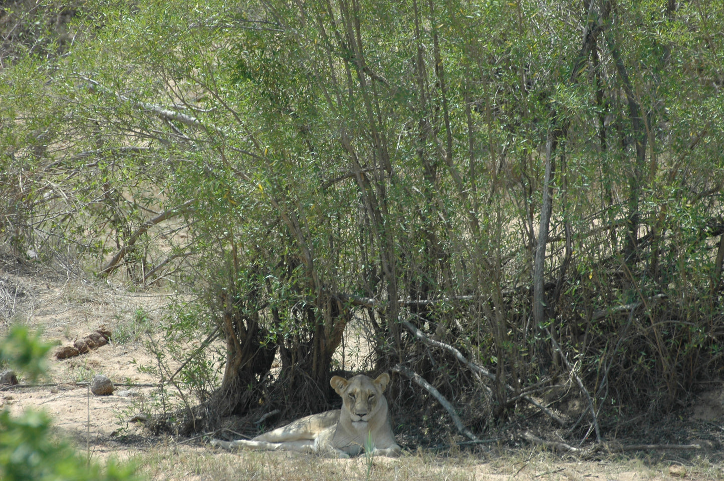 Botswana or South Africa Safari - 8 day, 4WD overland wildlife tour.