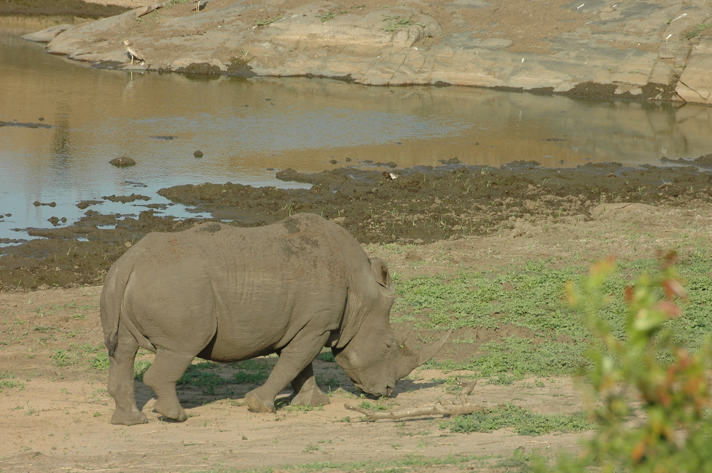 Botswana or South Africa Safari - 8 day, 4WD overland wildlife tour.