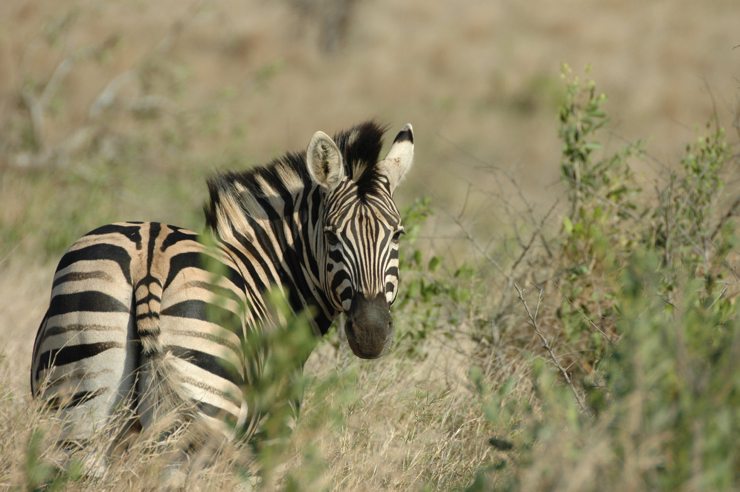 Botswana or South Africa Safari - 8 day, 4WD overland wildlife tour.